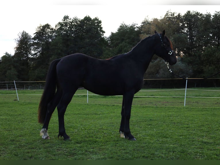 Galés-PB Caballo castrado 2 años 155 cm Castaño oscuro in Nepomuk