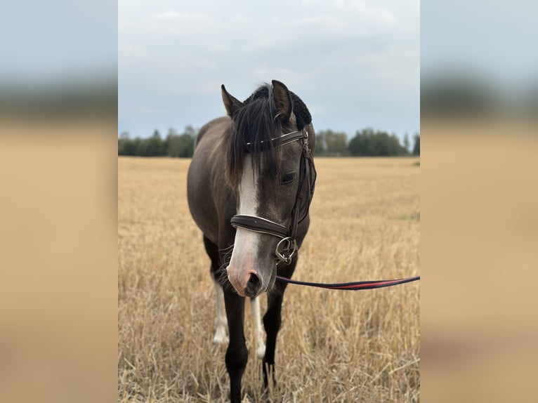 Galés-PB Caballo castrado 3 años 136 cm Tordo in Enköping