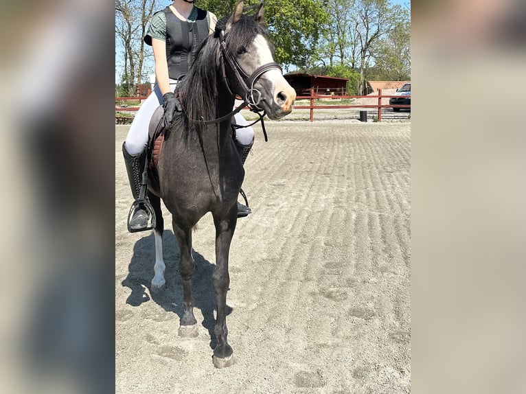 Galés-PB Caballo castrado 3 años 136 cm Tordo in Enköping