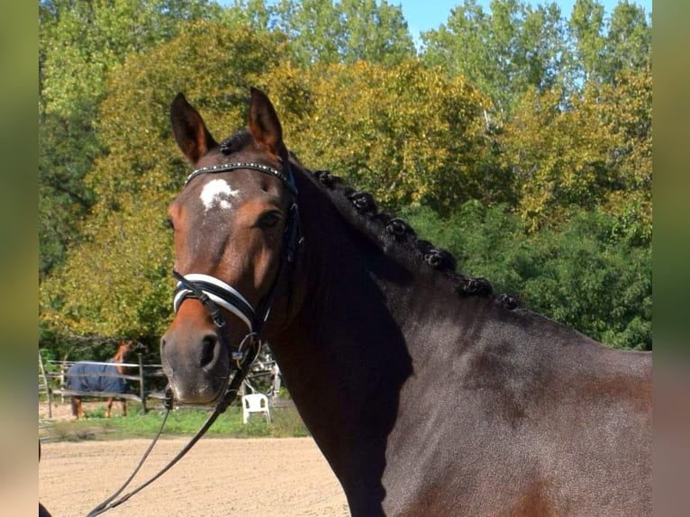 Galés-PB Caballo castrado 3 años 144 cm Castaño rojizo in Örkény