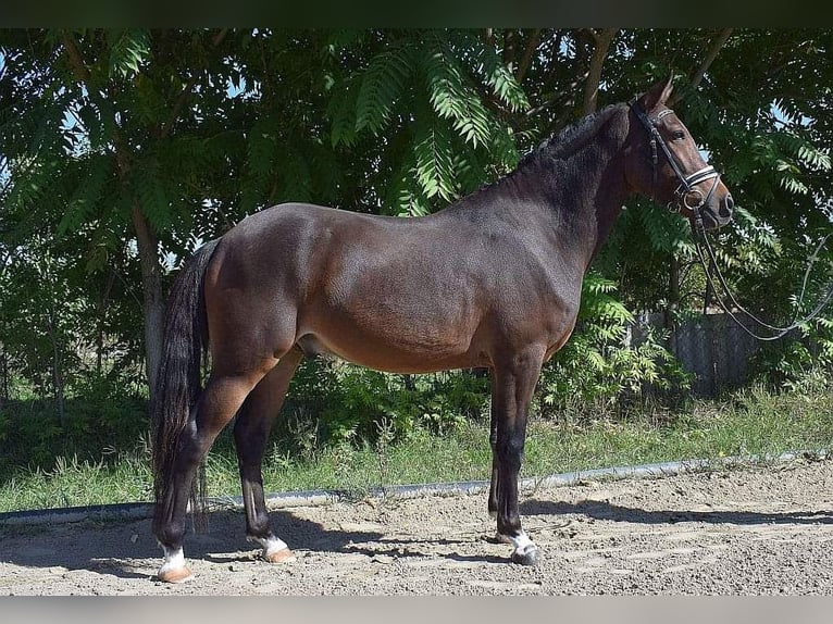 Galés-PB Caballo castrado 3 años 144 cm Castaño rojizo in Örkény