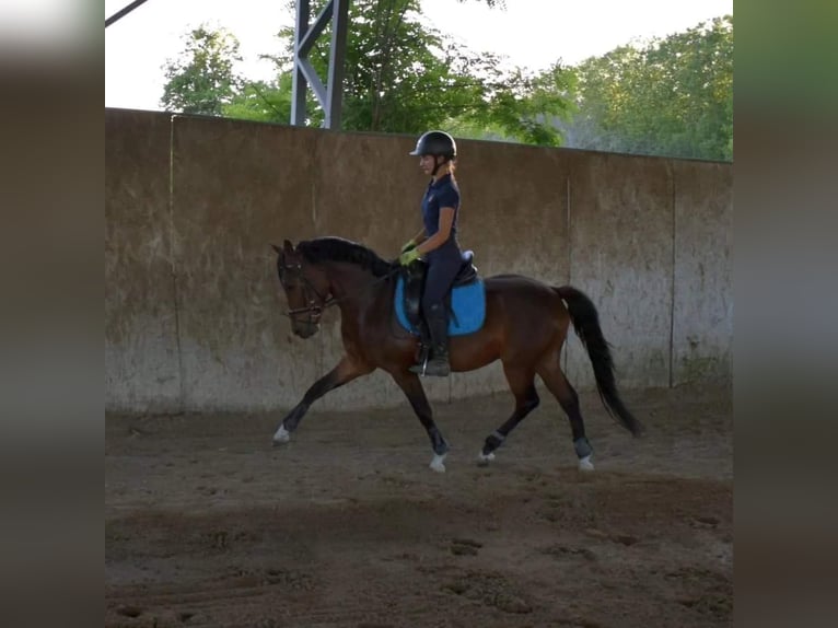 Galés-PB Caballo castrado 3 años 144 cm Castaño rojizo in Örkény