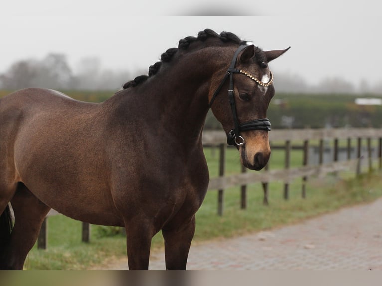 Galés-PB Caballo castrado 3 años 146 cm Buckskin/Bayo in Heemskerk
