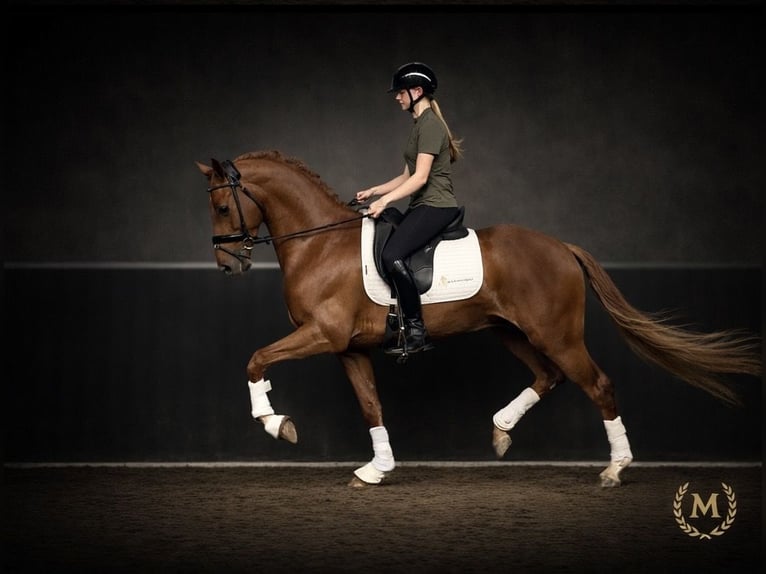 Galés-PB Caballo castrado 3 años 147 cm Alazán in Heemskerk