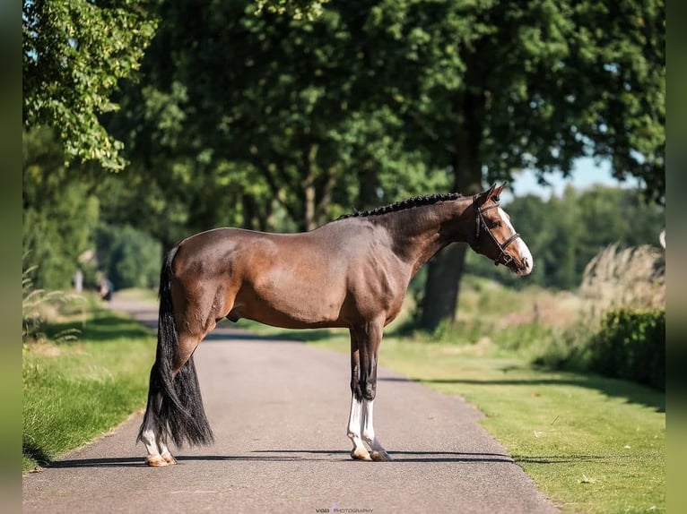 Galés-PB Caballo castrado 3 años 150 cm Castaño oscuro in Someren