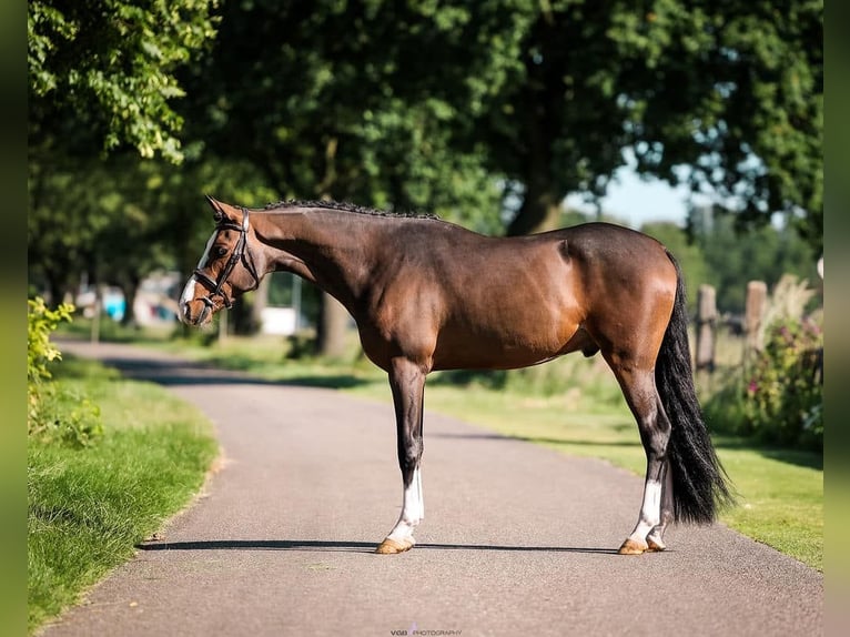 Galés-PB Caballo castrado 3 años 150 cm Castaño oscuro in Someren