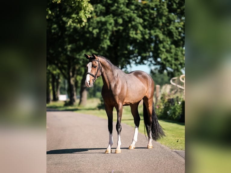 Galés-PB Caballo castrado 3 años 150 cm Castaño oscuro in Someren