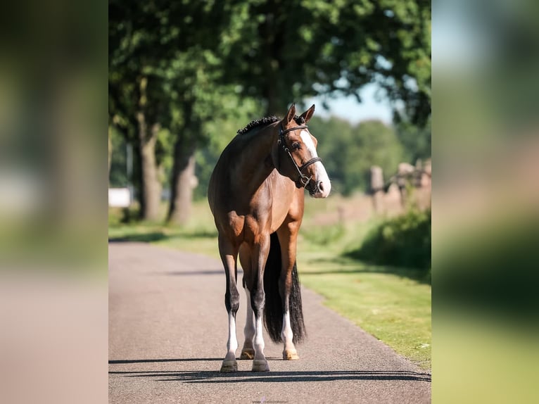 Galés-PB Caballo castrado 3 años 150 cm Castaño oscuro in Someren