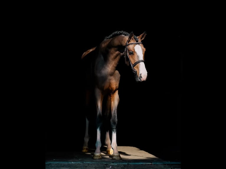 Galés-PB Caballo castrado 3 años 150 cm Castaño oscuro in Someren