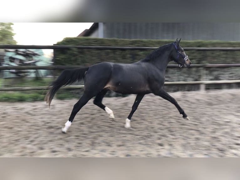 Galés-PB Caballo castrado 3 años 151 cm Morcillo in Didam