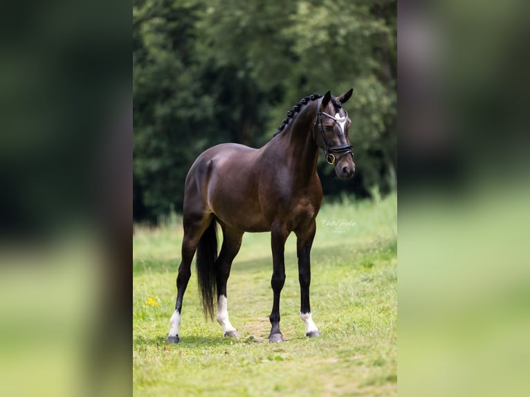 Galés-PB Caballo castrado 3 años 151 cm Morcillo in Didam