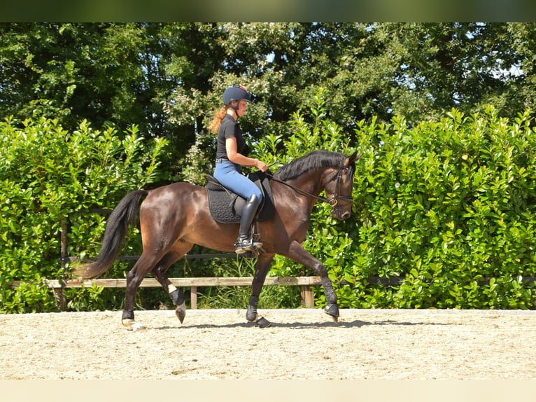 Galés-PB Caballo castrado 3 años 151 cm Morcillo in Didam