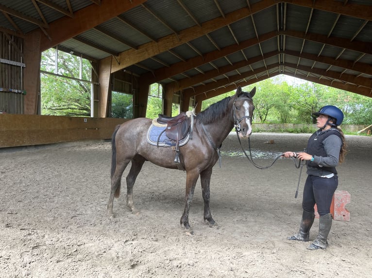 Galés-PB Caballo castrado 3 años 155 cm Castaño oscuro in Saint lyphard