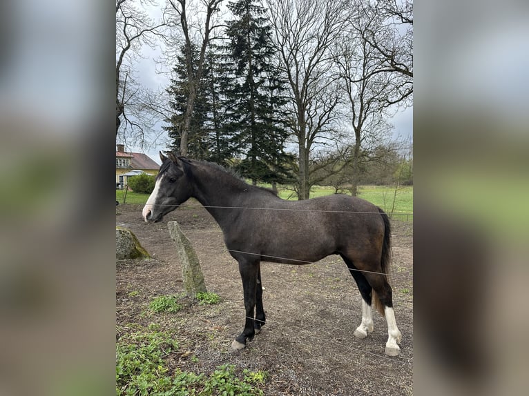 Galés-PB Caballo castrado 4 años 136 cm Tordo in Enköping