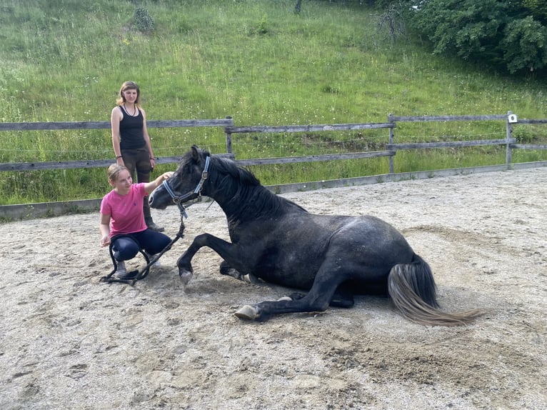 Galés-PB Mestizo Caballo castrado 4 años 138 cm Tordillo negro in Bad Schwanberg