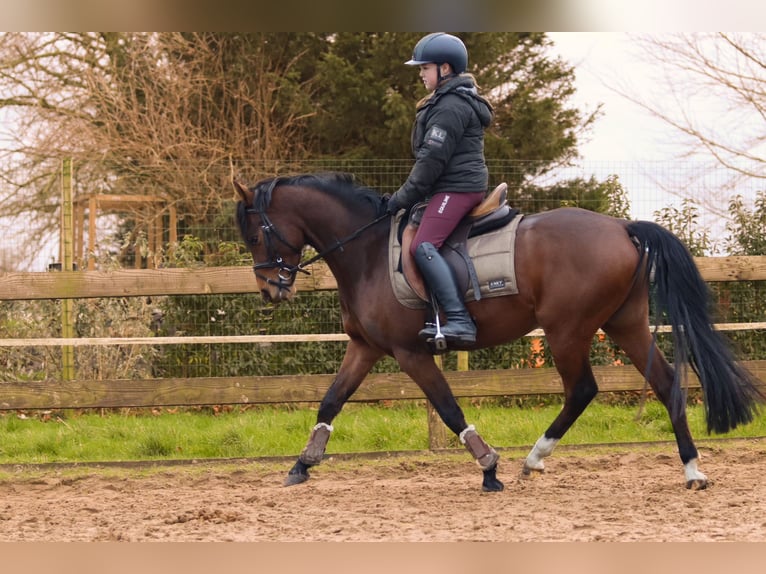 Galés-PB Caballo castrado 4 años 148 cm Castaño oscuro in Oostwold