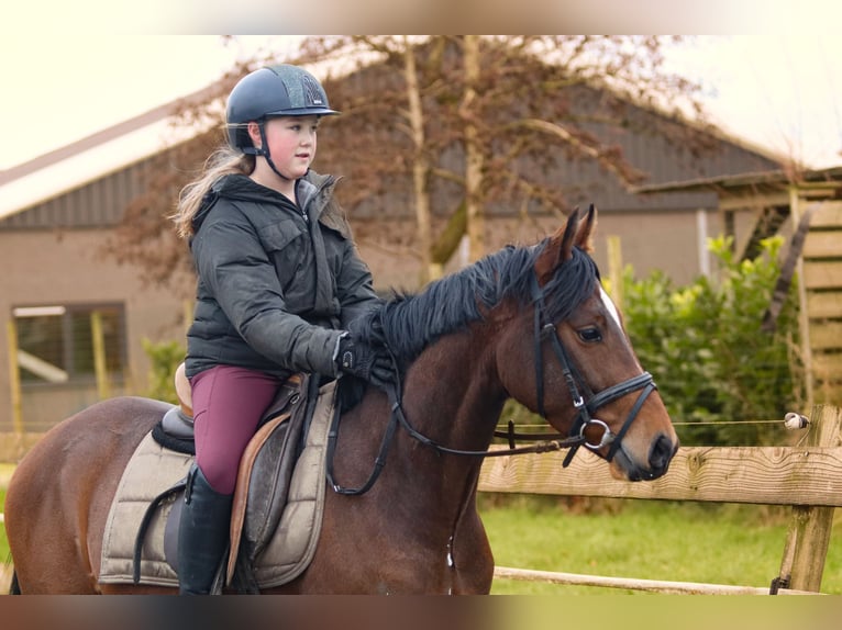 Galés-PB Caballo castrado 4 años 148 cm Castaño oscuro in Oostwold