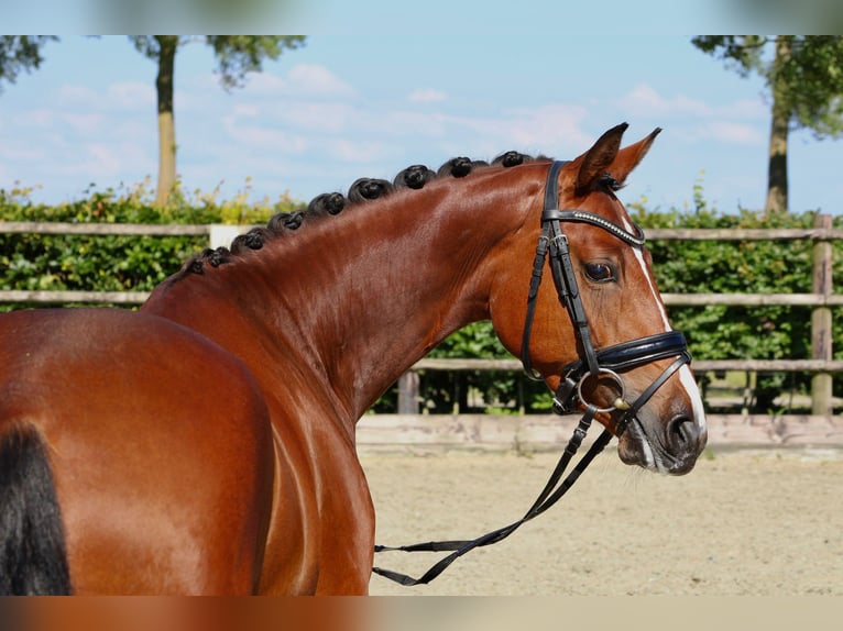 Galés-PB Caballo castrado 4 años 154 cm Castaño in Oude-Tonge