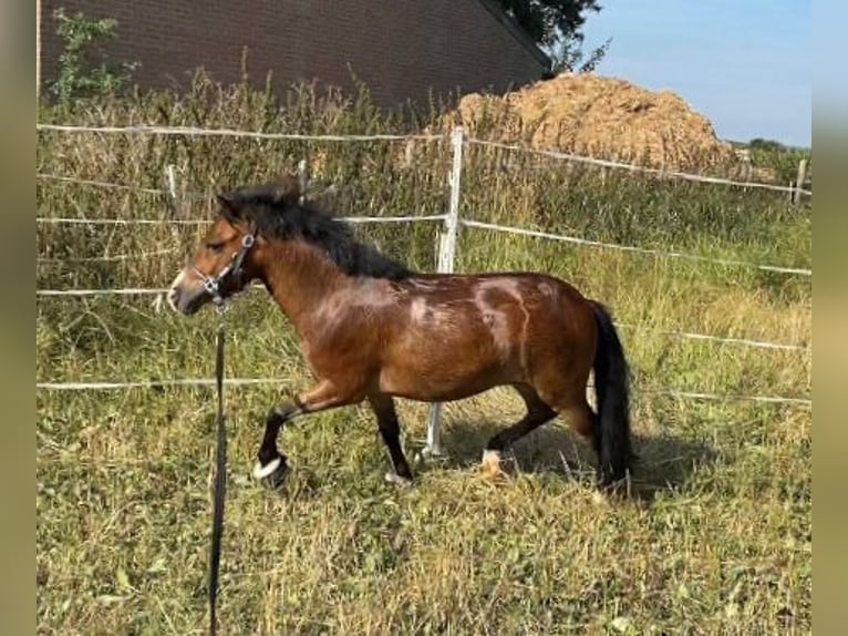 Galés-PB Caballo castrado 5 años 100 cm Castaño oscuro in Baak