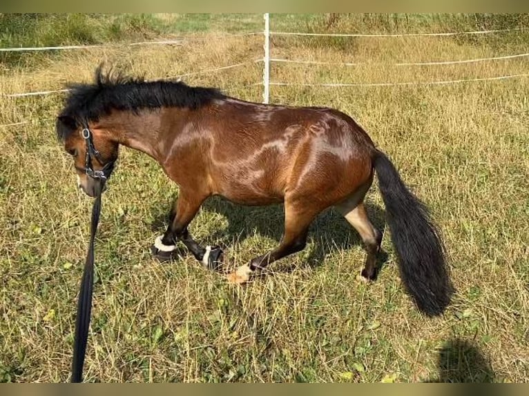 Galés-PB Caballo castrado 5 años 100 cm Castaño oscuro in Baak