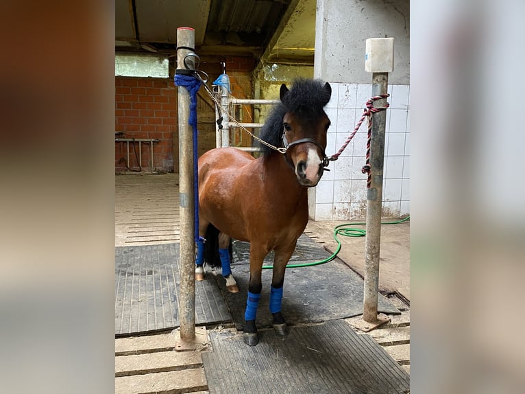 Galés-PB Caballo castrado 5 años 100 cm Castaño oscuro in Baak