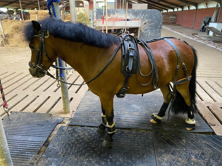 Galés-PB Caballo castrado 5 años 100 cm Castaño oscuro in Baak