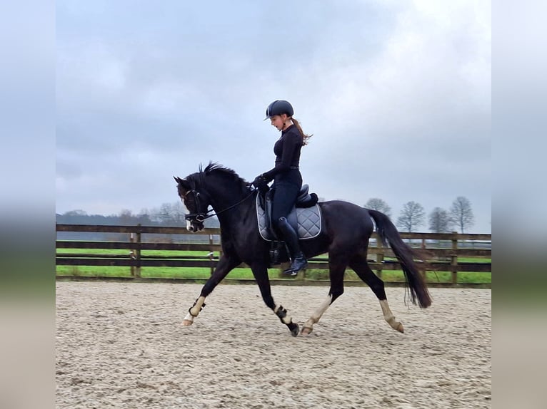 Galés-PB Caballo castrado 5 años 136 cm Morcillo in Garyp