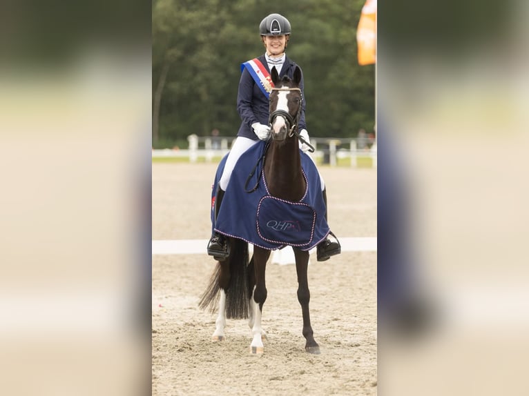 Galés-PB Caballo castrado 5 años 136 cm Morcillo in Garyp