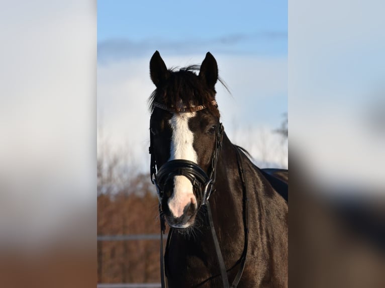 Galés-PB Caballo castrado 5 años 136 cm Morcillo in Garyp