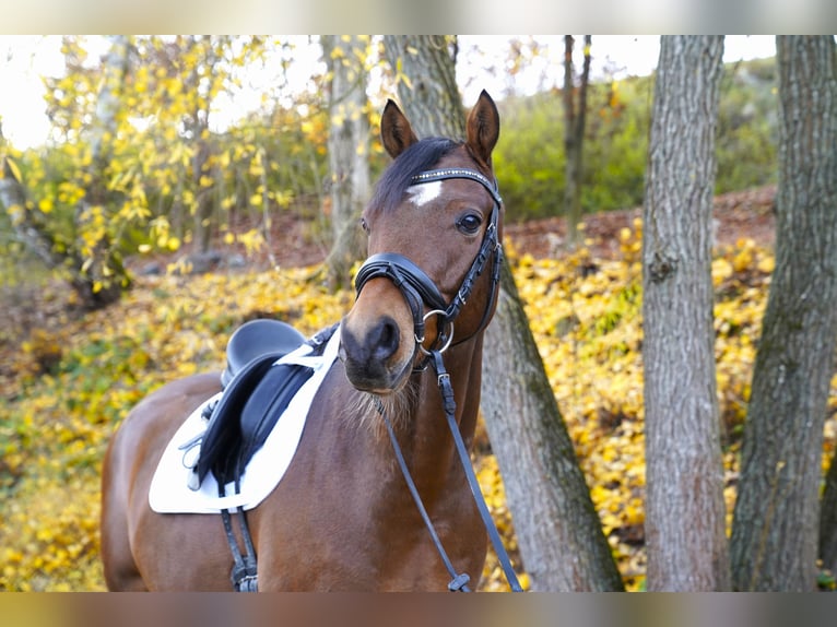Galés-PB Caballo castrado 5 años 148 cm Castaño in F&#xFC;rth