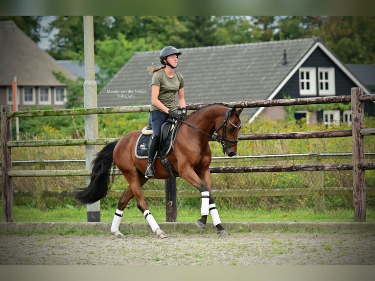 Galés-PB Caballo castrado 5 años Castaño oscuro in Veldhoven