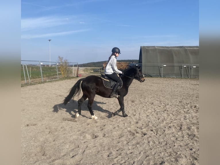 Galés-PB Caballo castrado 6 años 137 cm Castaño oscuro in Deuerling