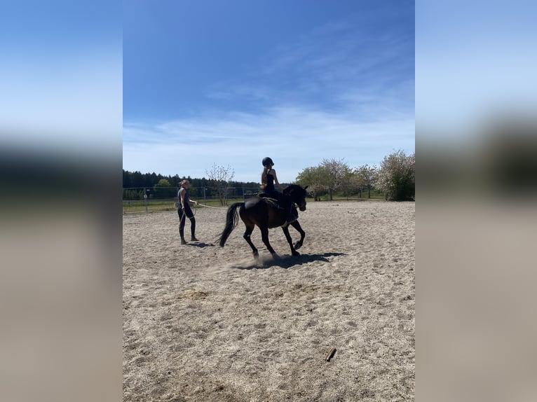Galés-PB Caballo castrado 6 años 137 cm Castaño oscuro in Deuerling