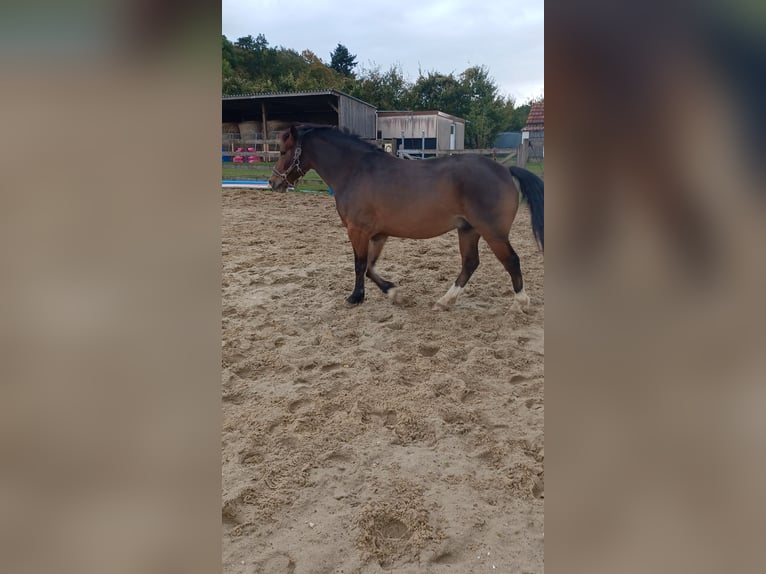 Galés-PB Caballo castrado 6 años 142 cm Castaño in ARMENTIERES EN BRIE