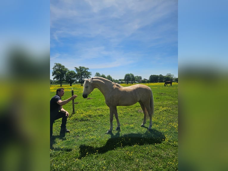Galés-PB Caballo castrado 6 años 145 cm Palomino in Bennekom