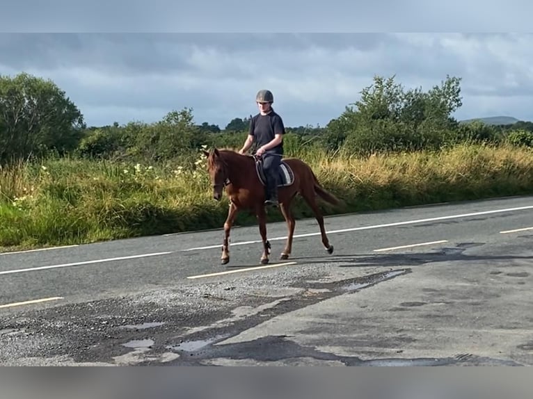 Galés-PB Caballo castrado 6 años 146 cm Alazán-tostado in Sligo