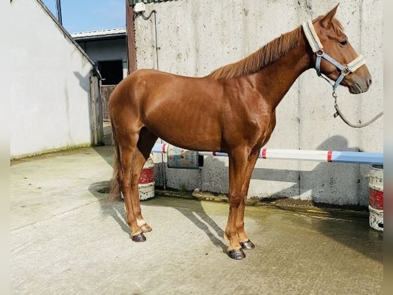 Galés-PB Caballo castrado 6 años 146 cm Alazán-tostado in Sligo