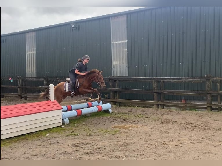 Galés-PB Caballo castrado 6 años 146 cm Alazán-tostado in Sligo