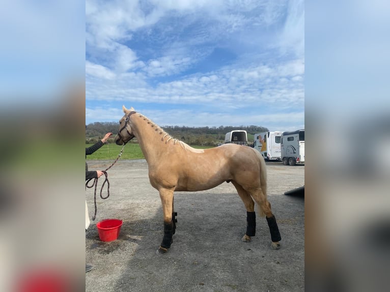 Galés-PB Caballo castrado 6 años 147 cm Palomino in Bosc le Hard