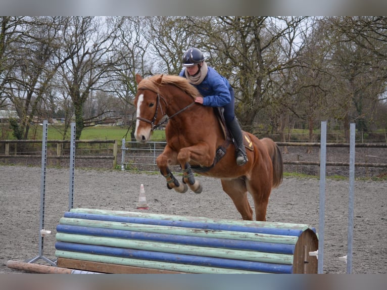 Galés-PB Mestizo Caballo castrado 6 años 155 cm Alazán in Pommerit le vicomte