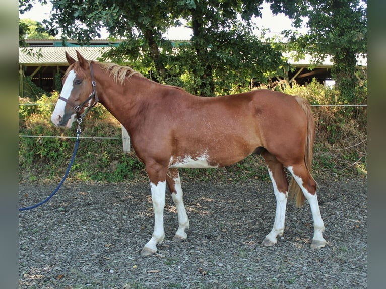 Galés-PB Caballo castrado 6 años 168 cm Overo-todas las-capas in Montreuil-des-Landes