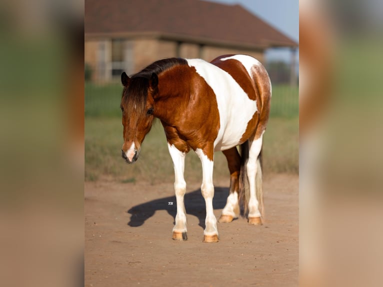 Galés-PB Mestizo Caballo castrado 7 años 102 cm Pío in Weatherford