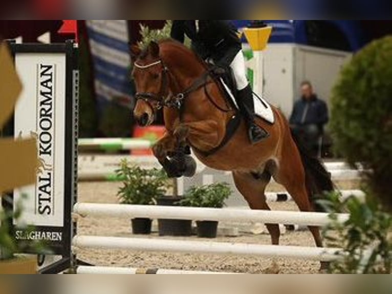 Galés-PB Caballo castrado 7 años 146 cm Castaño in Nettersheim