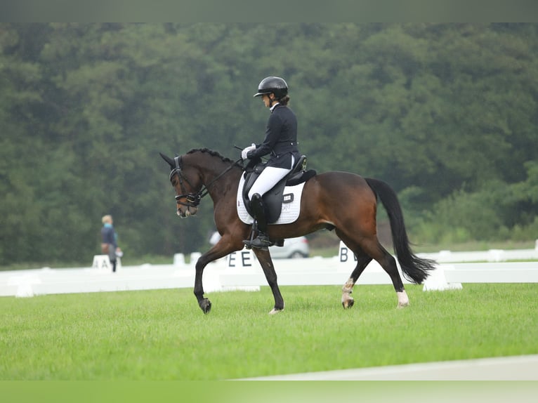 Galés-PB Caballo castrado 7 años 146 cm Castaño in Heiloo