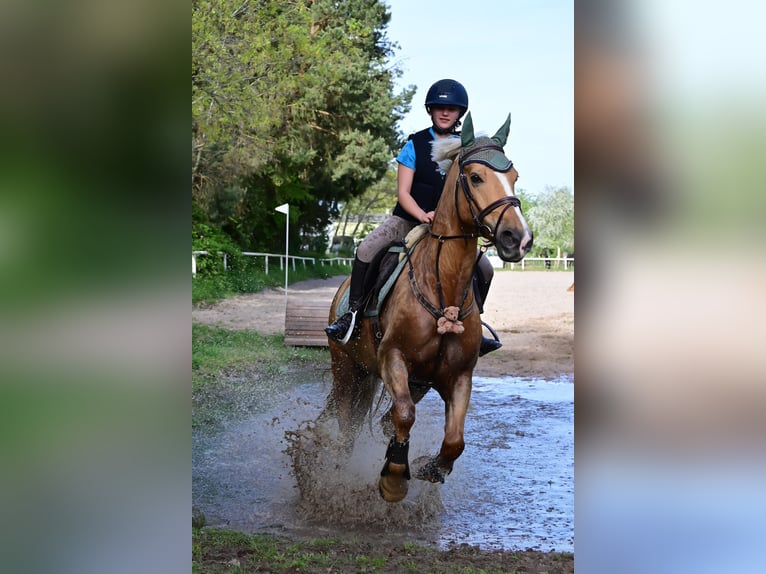 Galés-PB Caballo castrado 7 años 155 cm Palomino in Bridel