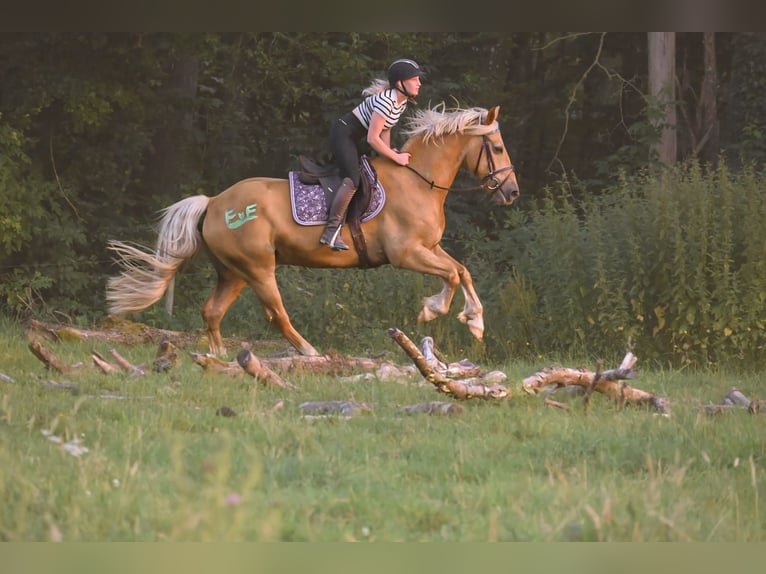 Galés-PB Caballo castrado 7 años 155 cm Palomino in Bridel