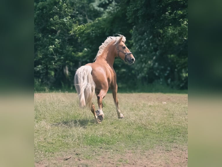 Galés-PB Caballo castrado 7 años 155 cm Palomino in Bridel