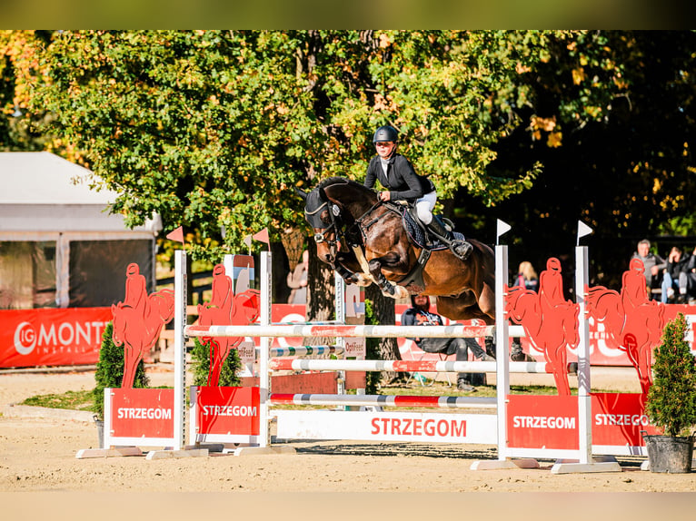 Galés-PB Caballo castrado 7 años 157 cm in Hradec Králové