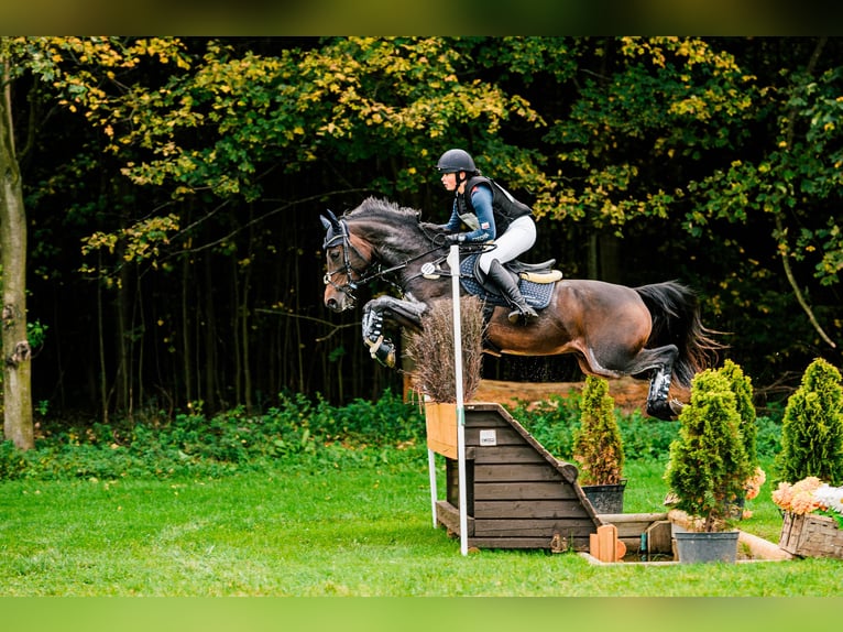 Galés-PB Caballo castrado 7 años 157 cm in Hradec Králové