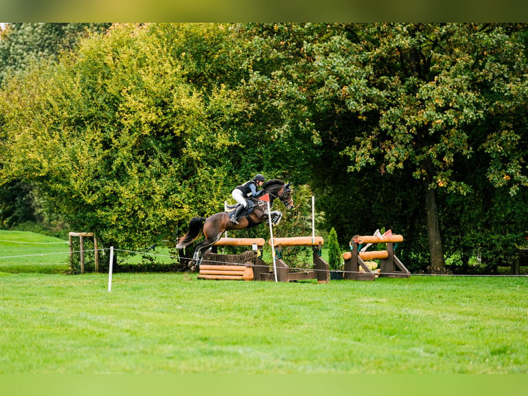 Galés-PB Caballo castrado 7 años 157 cm in Hradec Králové